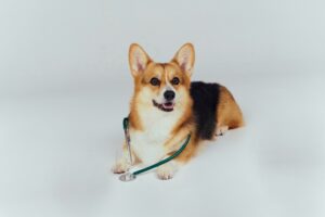 犬の健康チェックのイメージ（風邪予防とケア）