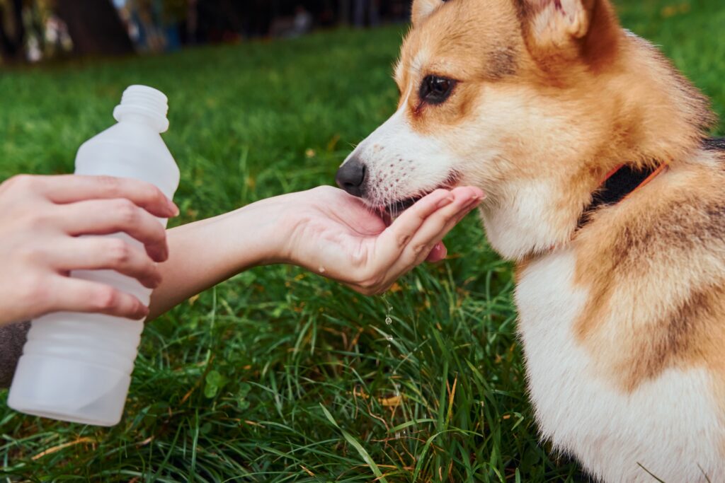 犬が水を飲むことでおしっこトラブル予防