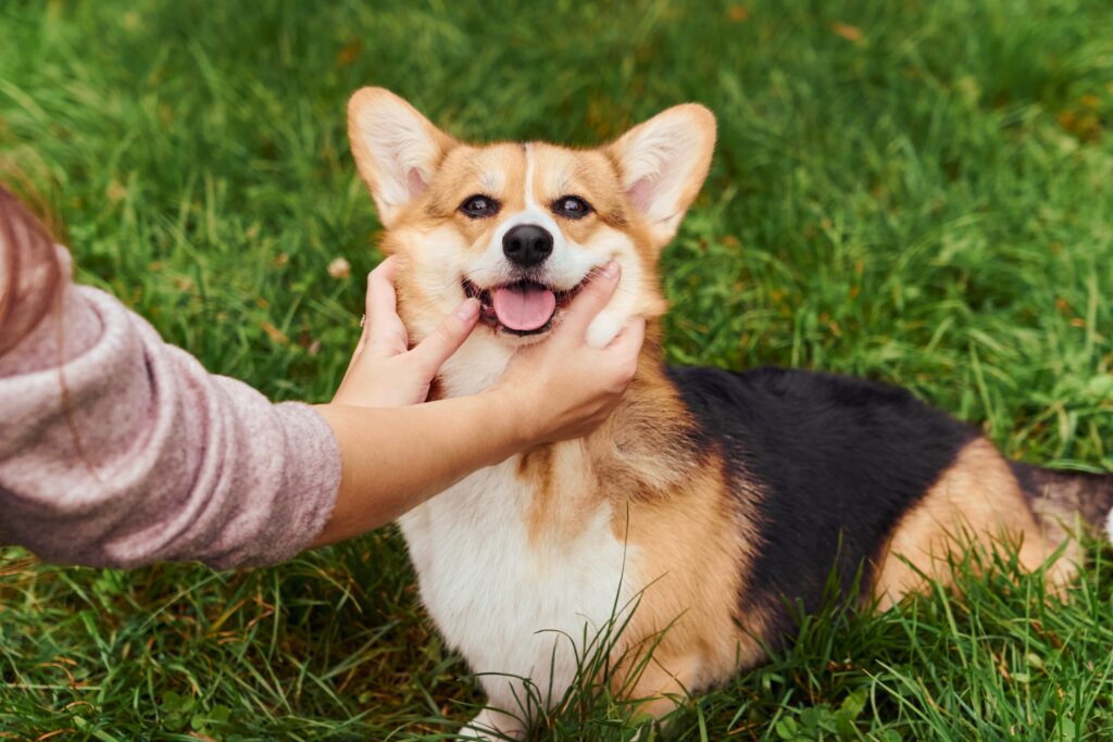 犬の肩や首をやさしくマッサージしている様子
