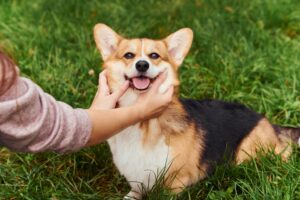 犬の肩や首をやさしくマッサージしている様子