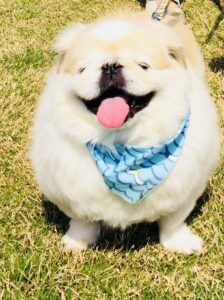 太っている犬の体重管理とダイエット