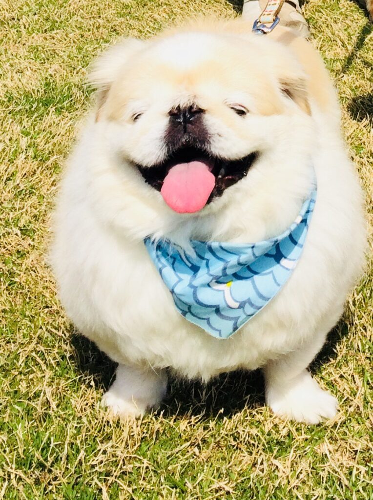 太っている犬の体重管理とダイエット