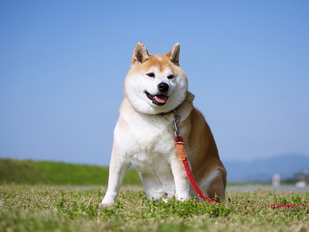 犬のホルモンバランスによる肥満の例
