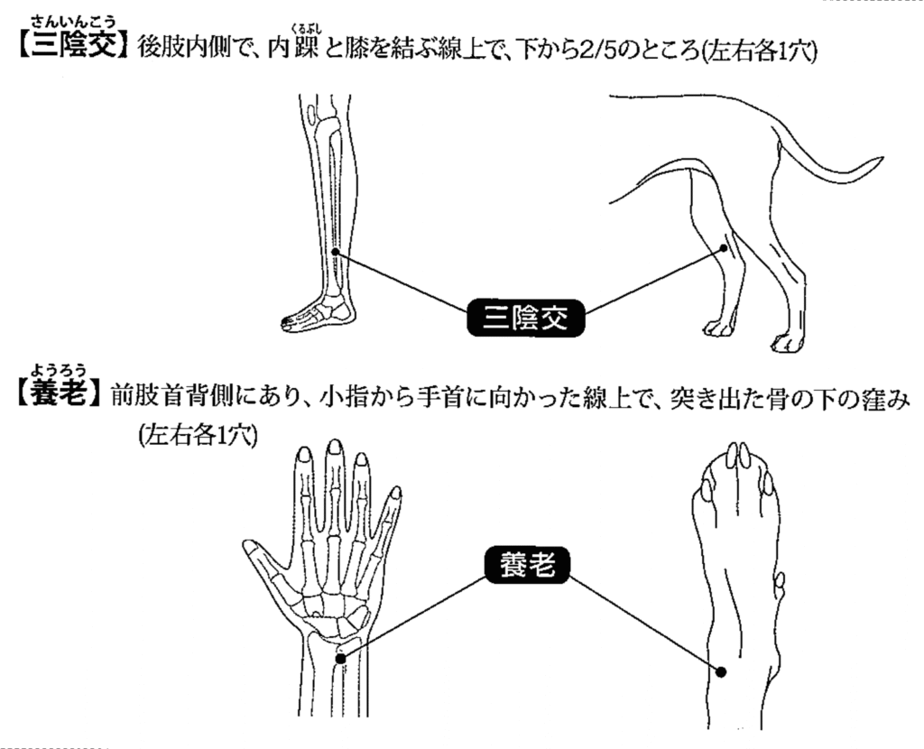 犬の三陰交と養老のツボ位置図イラスト