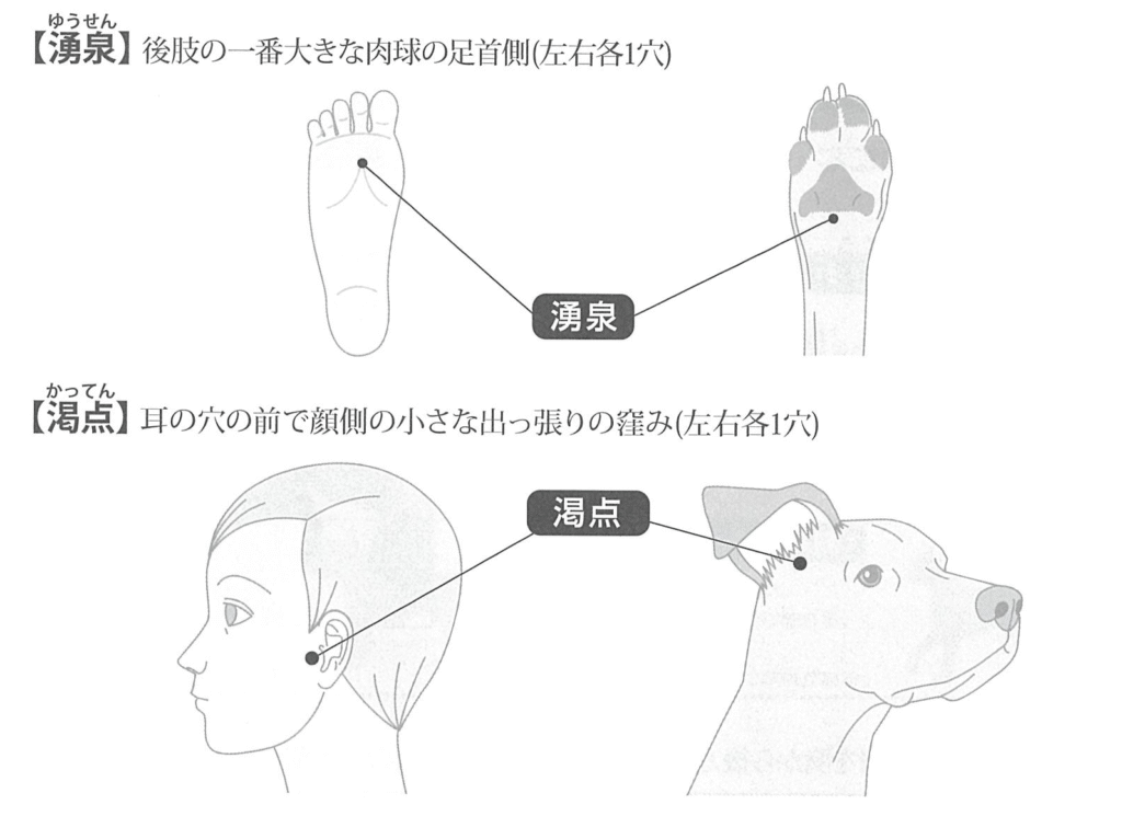 犬の湧泉と渇点のツボ位置を示すイラスト