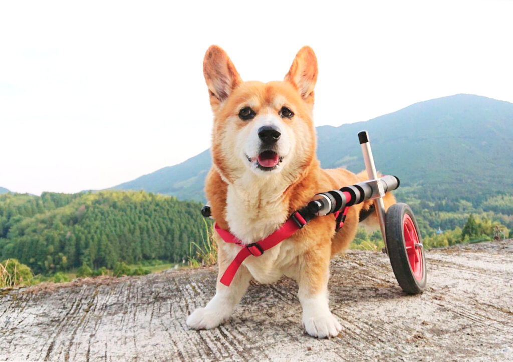 膝関節にトラブルを抱えるわんちゃん